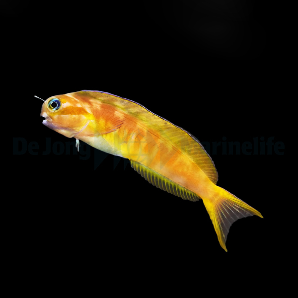 Ecsenius midas | All sizes