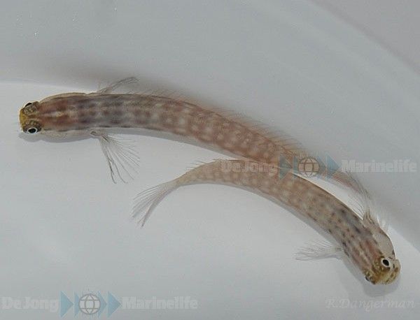 Ecsenius nalolo | All sizes