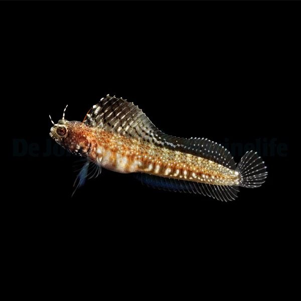 Emblemaria pandionis | All sizes