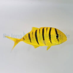 Gnathanodon speciosus | XXL