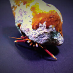 Hermit crab spp. | All sizes
