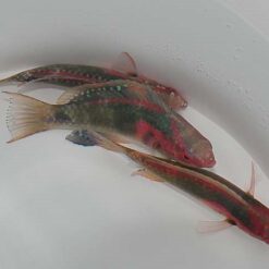 Cirrhilabrus exquisitus | All sizes