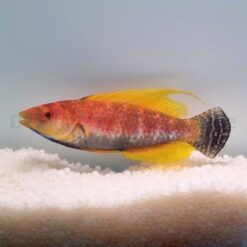 Cirrhilabrus filamentosus | All sizes