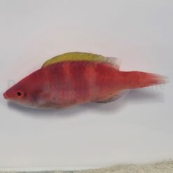 Cirrhilabrus flavidorsalis | All sizes