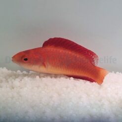 Cirrhilabrus rubripinnis | All sizes