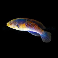 Cirrhilabrus ryukyuensis | All sizes