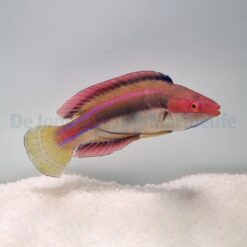 Cirrhilabrus temminckii | All sizes