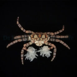 Lybia tesselata | All sizes