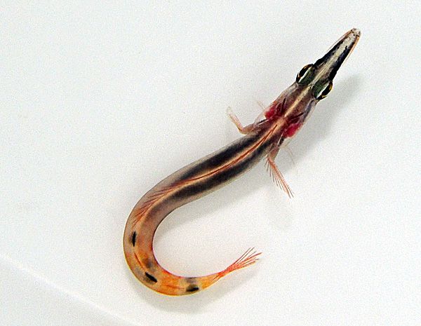 Lucayablennius zingaro | All sizes