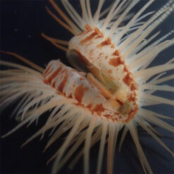 Limaria orientalis | All sizes