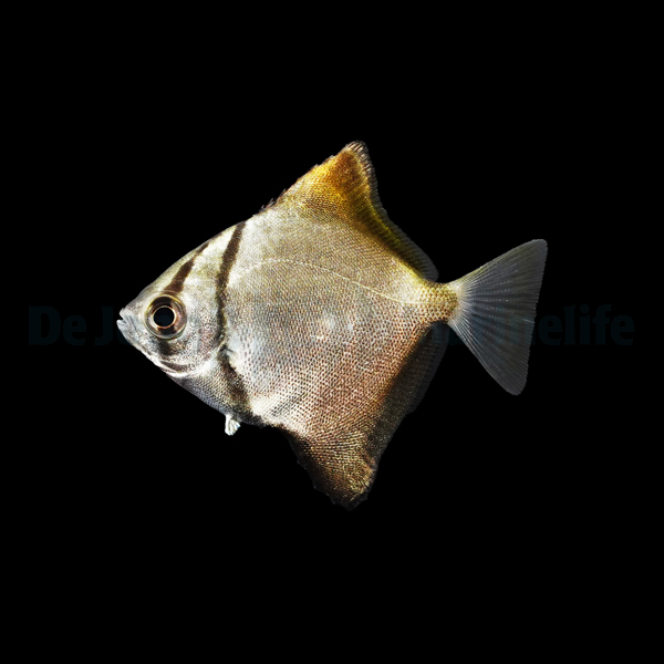 Monodactylus argenteus | S