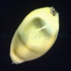 Monetaria moneta | All sizes