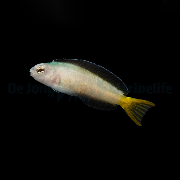 Meiacanthus mossambicus | All sizes