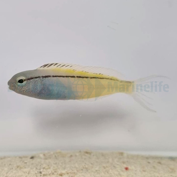 Meiacanthus nigrolineatus (Red Sea) | All sizes