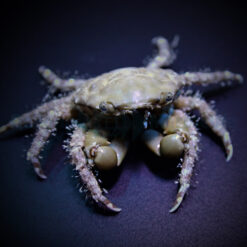 Mithraculus sculptus | All sizes