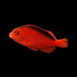 Neocirrhites armatus | All sizes