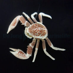 Neopetrolisthes ohshimai | All sizes