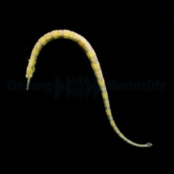 Corythoichthys haematopterus | All sizes