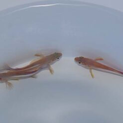 Paracirrhites arcatus | All sizes