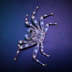 Percnon gibbesi | All sizes