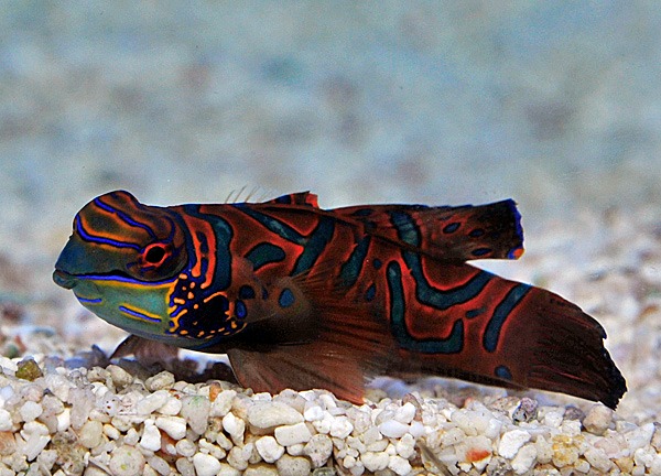 Pterosynchiropus splendidus (Red) | All sizes