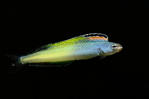 Plagiotremus townsendi | All sizes