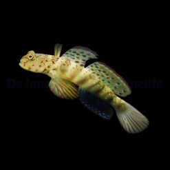 Cryptocentrus leptocephalus | All sizes