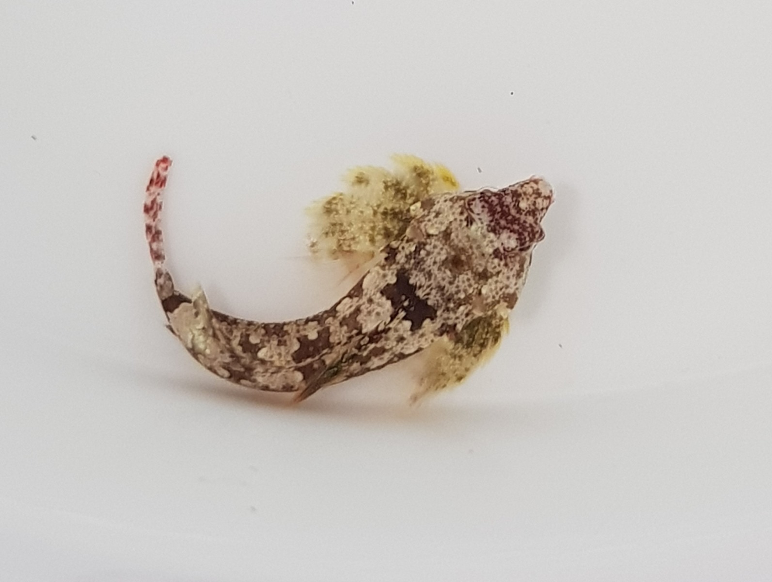 Synchiropus bartelsi | All sizes