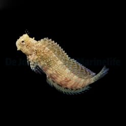 Salarias fasciatus | All sizes