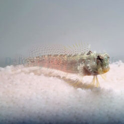 Salarias guttatus | All sizes