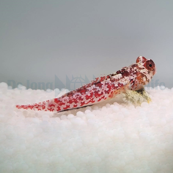 Synchiropus moyeri | All sizes