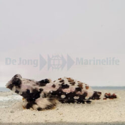 Synchiropus ocellatus | All sizes