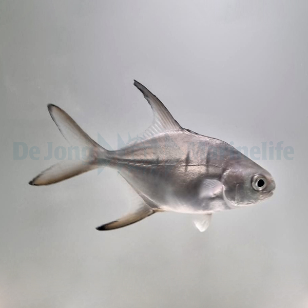 Trachinotus goodei | L