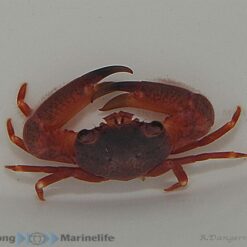 Trapezia lutea | All sizes