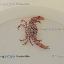 Trapezia rufopunctata | All sizes