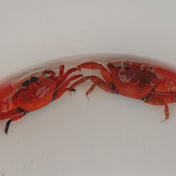 Uca crassipes | All sizes