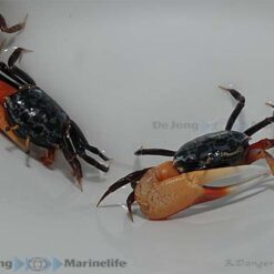 Uca tetragonon | All sizes