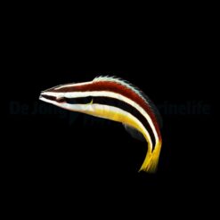 Diproctacanthus xanthurus | All sizes