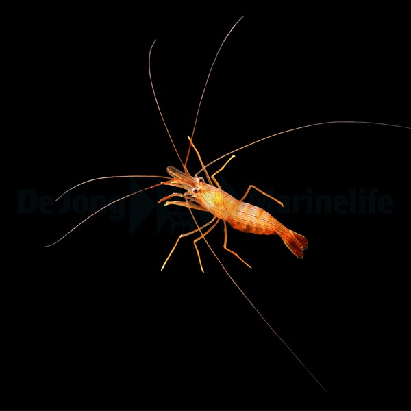 Lysmata wurdemanni - DJM Bred | All sizes