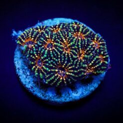 Acanthastrea echinata (Premium) (frag)