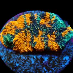 Acanthastrea echinata (Ultra) (frag) | FRAG