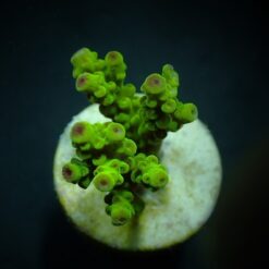 Acropora florida (frag) | FRAG