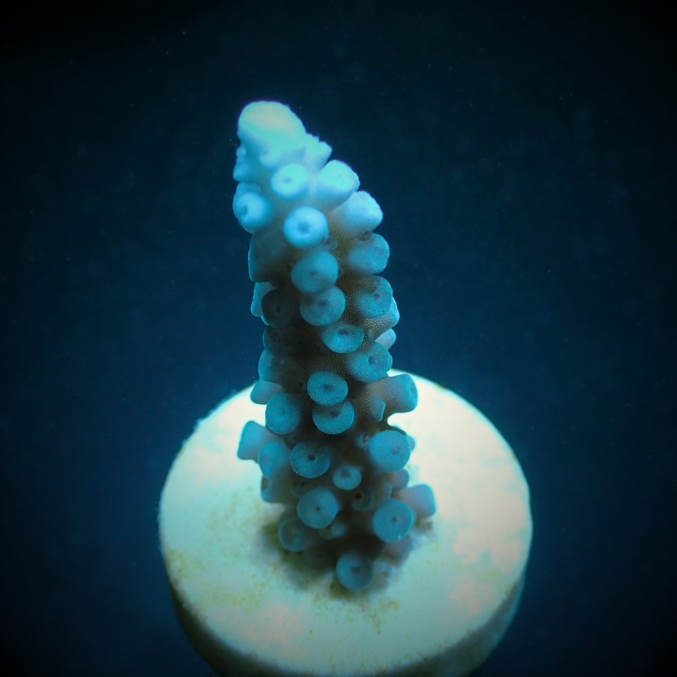 Acropora gomezi (frag) | FRAG