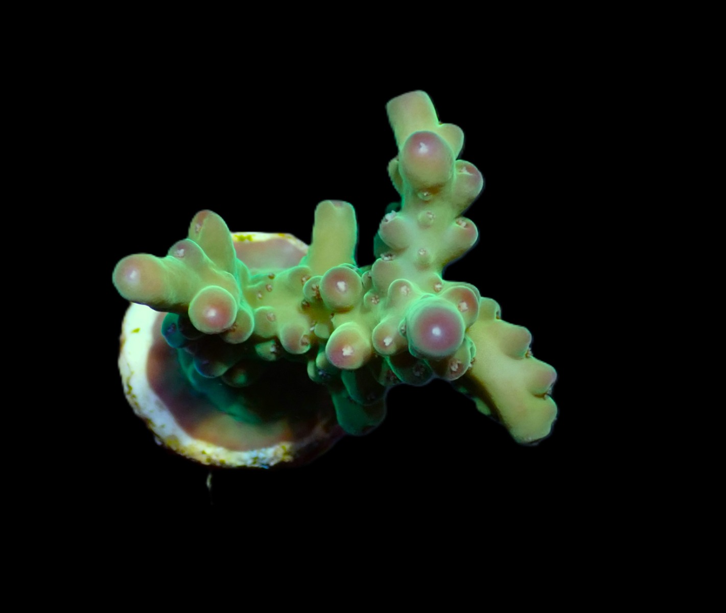 Acropora granulosa (frag) | FRAG