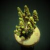 Acropora hyacinthus (frag) | FRAG