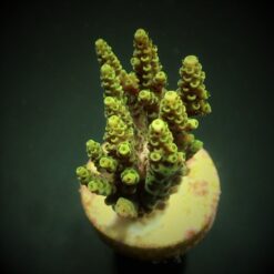 Acropora hyacinthus (frag) | FRAG