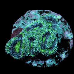 Acanthastrea lordhowensis (Green) (frag) | FRAG