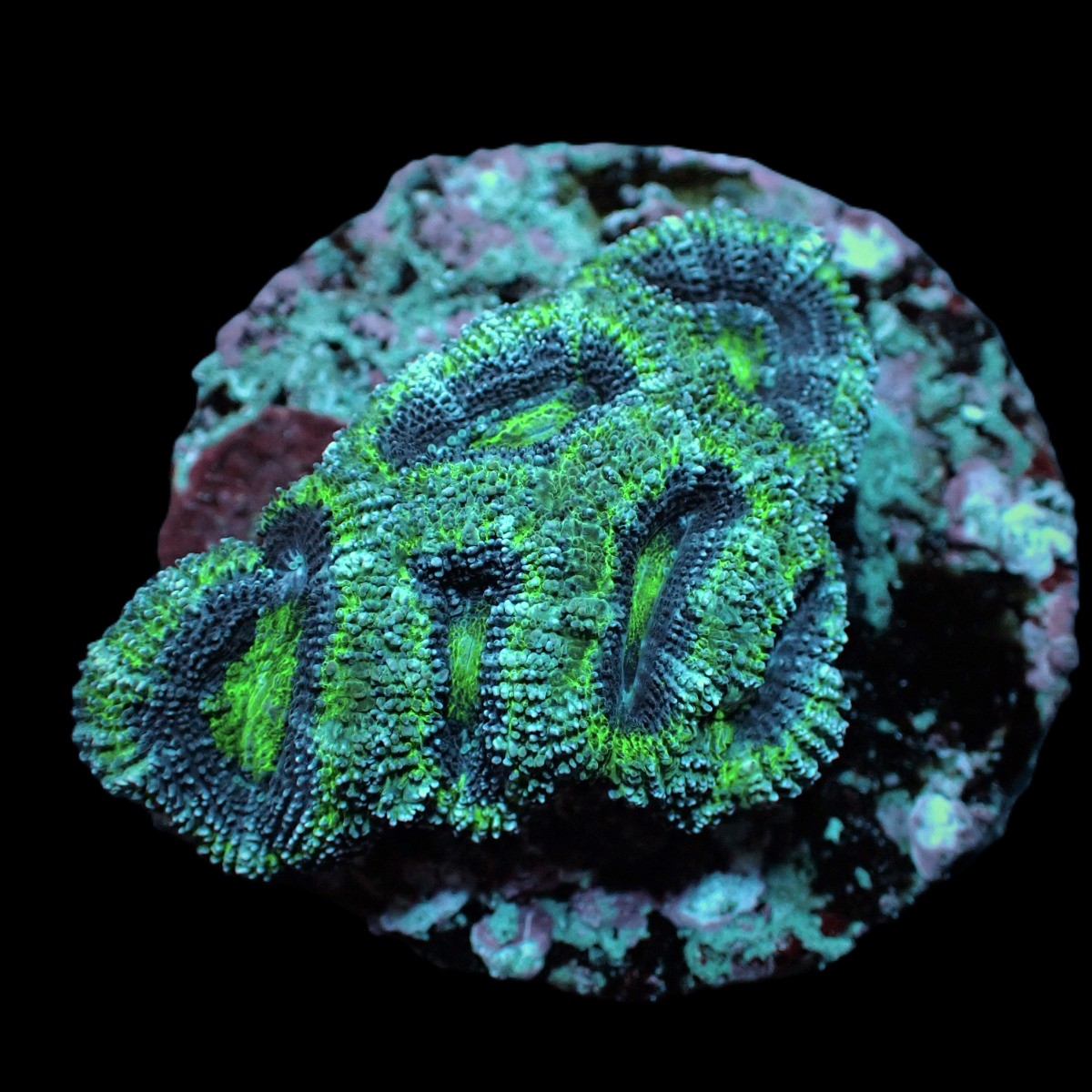 Acanthastrea lordhowensis (Green) (frag) | FRAG