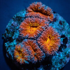 Acanthastrea lordhowensis (Premium) (frag) | FRAG