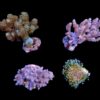 Assorted soft corals (frag) | FRAG
